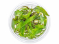 Preview: Purpurwasserkelch - Cryptocoryne purpurea in vitro